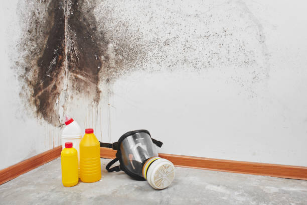 Best Same-Day Mold Removal  in Redwood City, CA