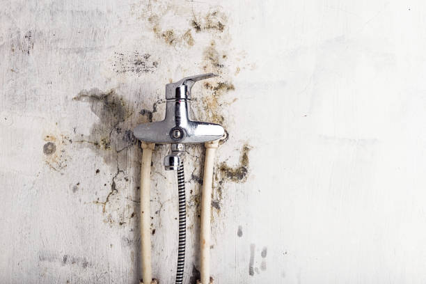 Best Mold Damage Repair  in Redwood City, CA