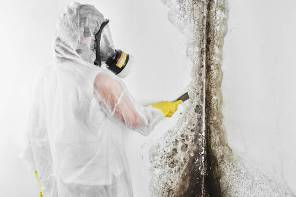 Best Black Mold Removal  in Redwood City, CA