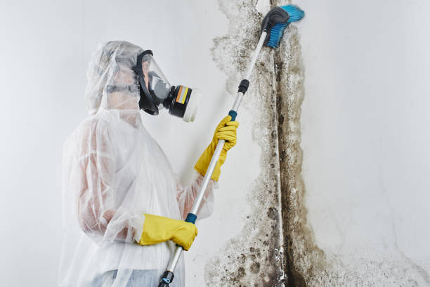 Best Mold Remediation  in Redwood City, CA