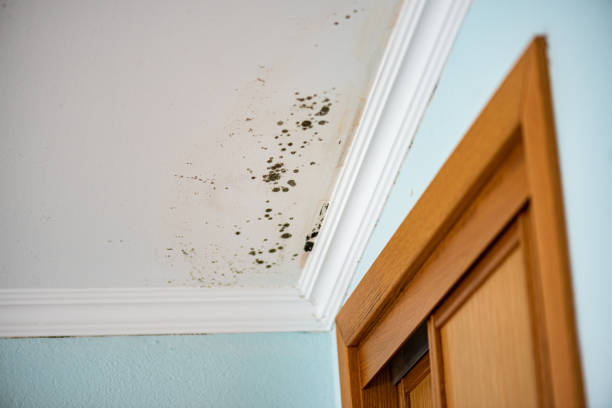 Best Certified Mold Removal  in Redwood City, CA
