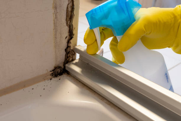 Best Home Mold Removal  in Redwood City, CA