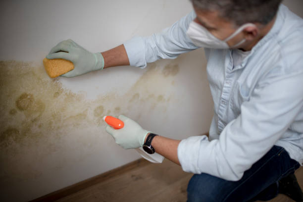 Best Mold Remediation Services  in Redwood City, CA