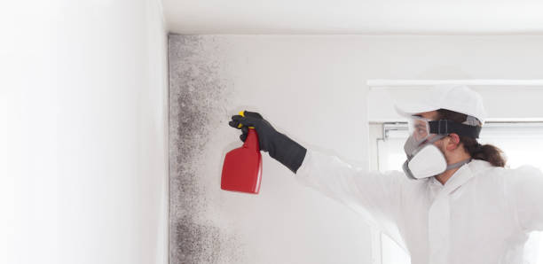 Best Best Mold Removal Companies  in Redwood City, CA