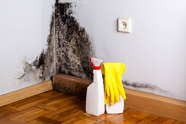 Trusted Redwood City, CA Mold Removal Experts