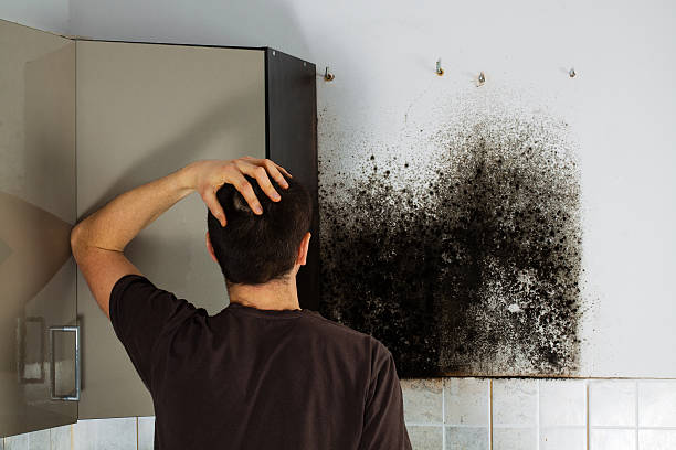 Best Affordable Mold Removal  in Redwood City, CA