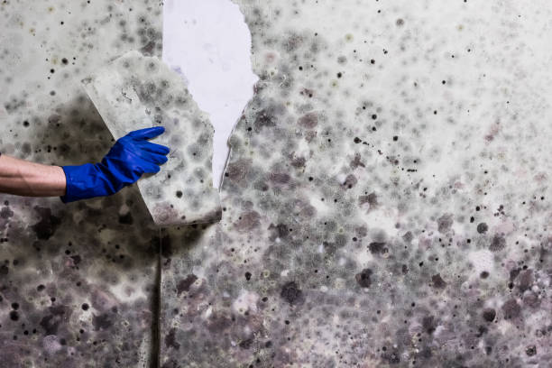 Best Affordable Mold Removal  in Redwood City, CA