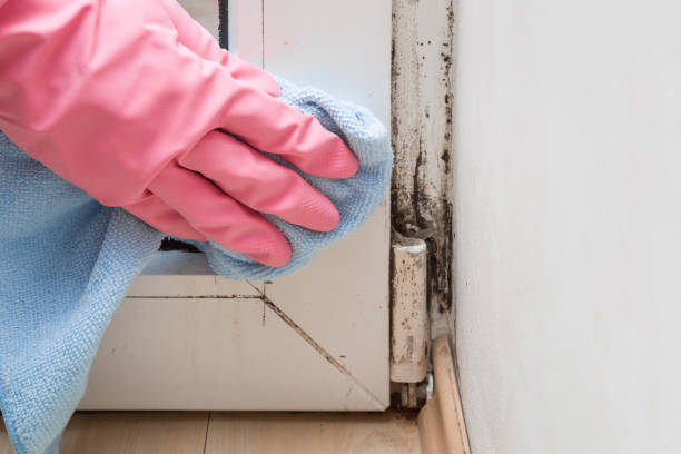 Best Commercial Mold Removal  in Redwood City, CA