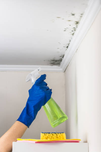 Best Mold Damage Repair  in Redwood City, CA